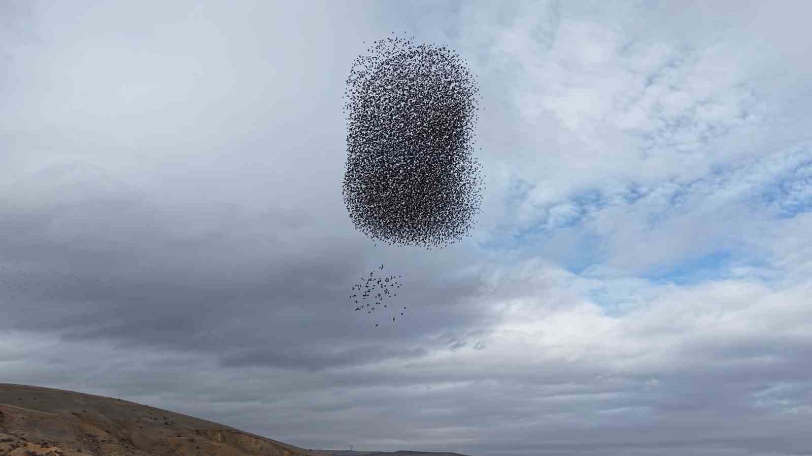 Sığırcık kuşlarından görsel şölen
