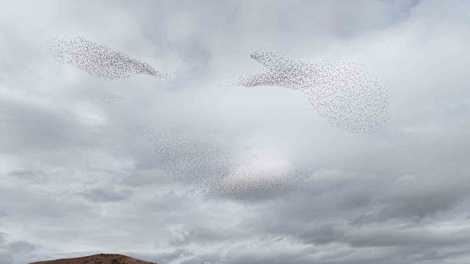 Sığırcık kuşlarından görsel şölen
