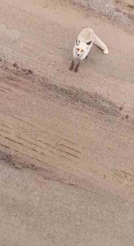 Siirt’te aç kalan tilki işçilerin yanına geldi
