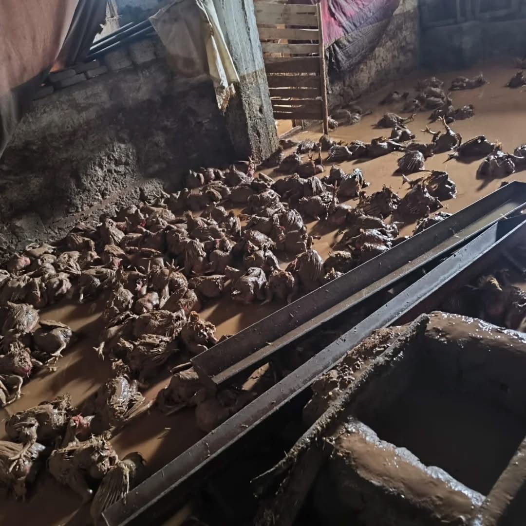 Siirt’te araçlar sel sularında kayboldu, onlarca hayvan telef oldu
