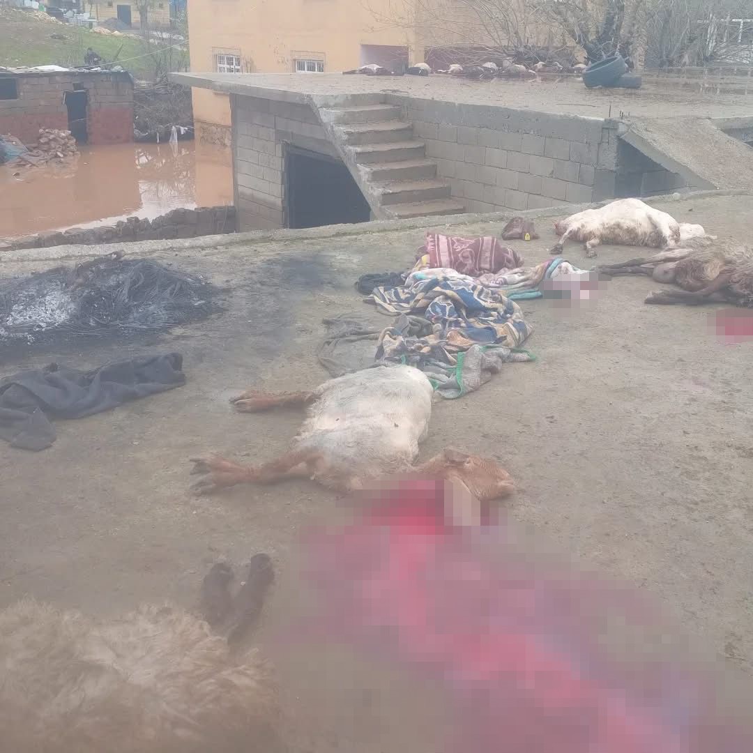 Siirt’te araçlar sel sularında kayboldu, onlarca hayvan telef oldu
