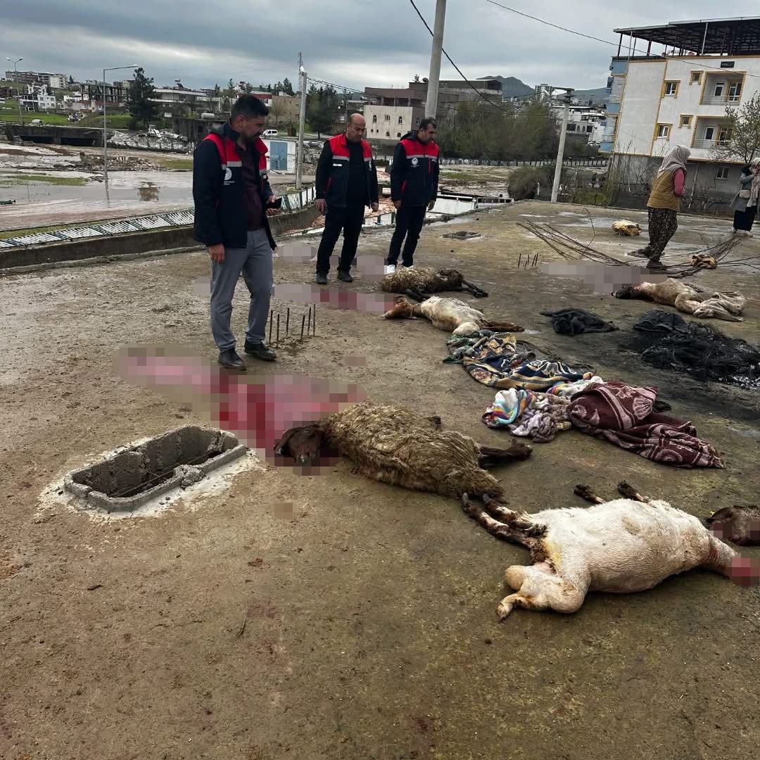 Siirt’te araçlar sel sularında kayboldu, onlarca hayvan telef oldu
