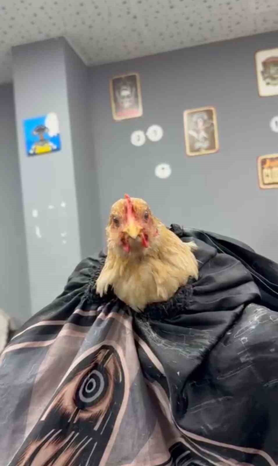 Siirt’te bir kuaför sosyal medya akımına katılmak için tavuk tıraş edip bayrama hazırladı
