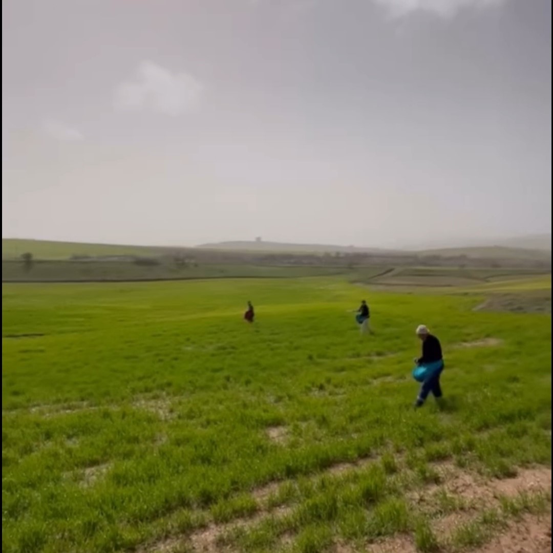 Siirt’te çiftçilerden zorlu mesai: Gübreleme eski usulle yapıldı
