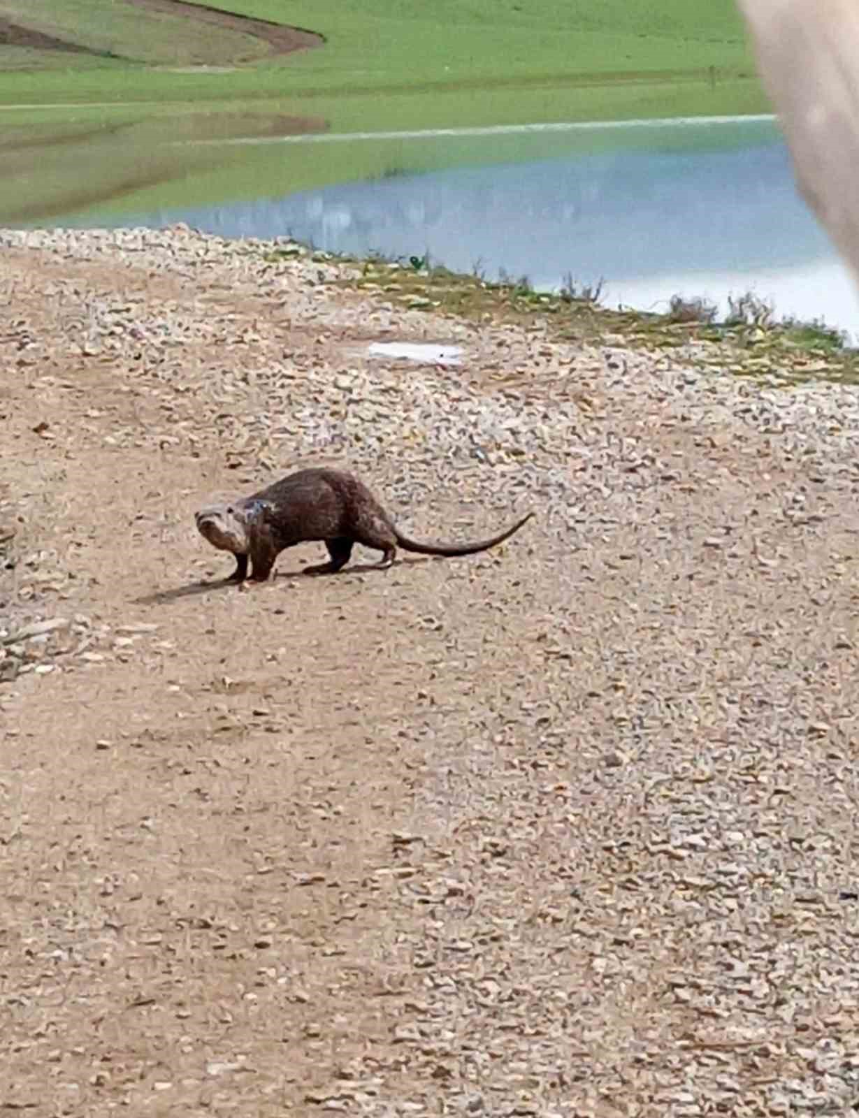 Siirt’te nesli tükenme tehlikesi altındaki su samuru görüntülendi

