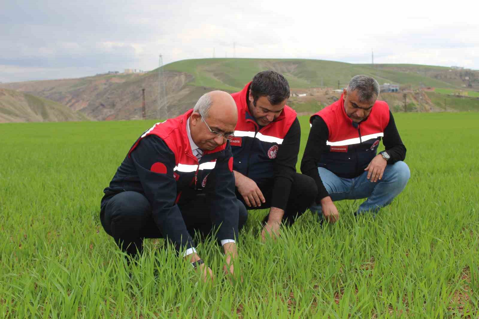 Siirt’te yağışlar yüzde 150 arttı, tarımsal hasıla beklentisi yükseldi
