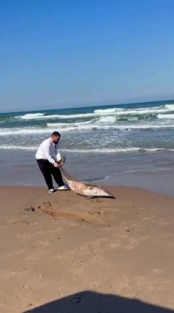 Şile’de ölü yunus kıyıya vurdu
