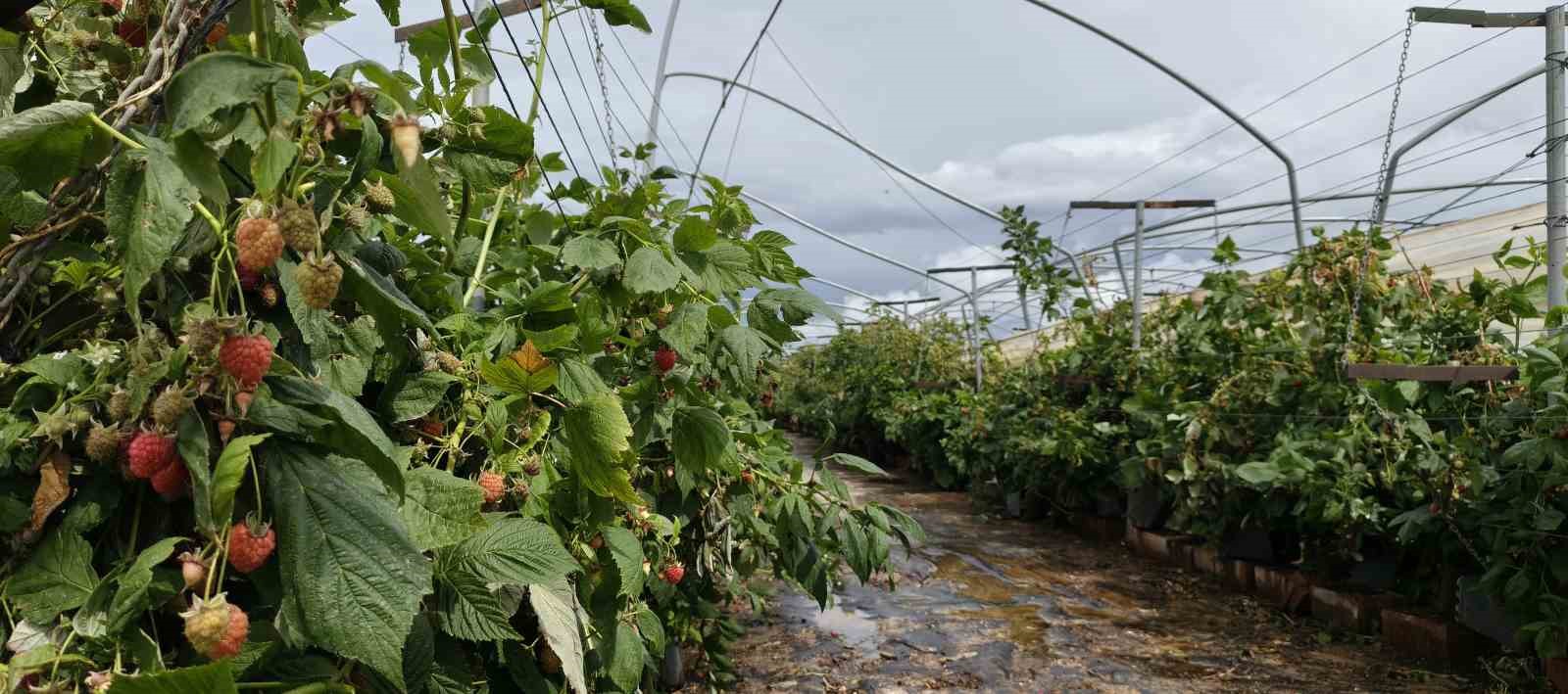 Silifke’de hortum seraları yerle bir etti
