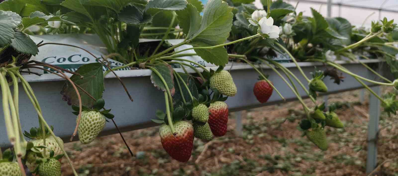 Silifke’de örtü altı çilekte bahar hasadı: Kilosu 140 ile 160 TL arasında
