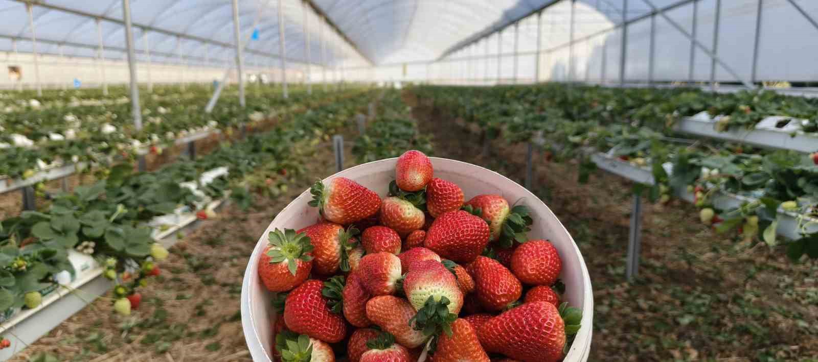 Silifke’de örtü altı çilekte bahar hasadı: Kilosu 140 ile 160 TL arasında
