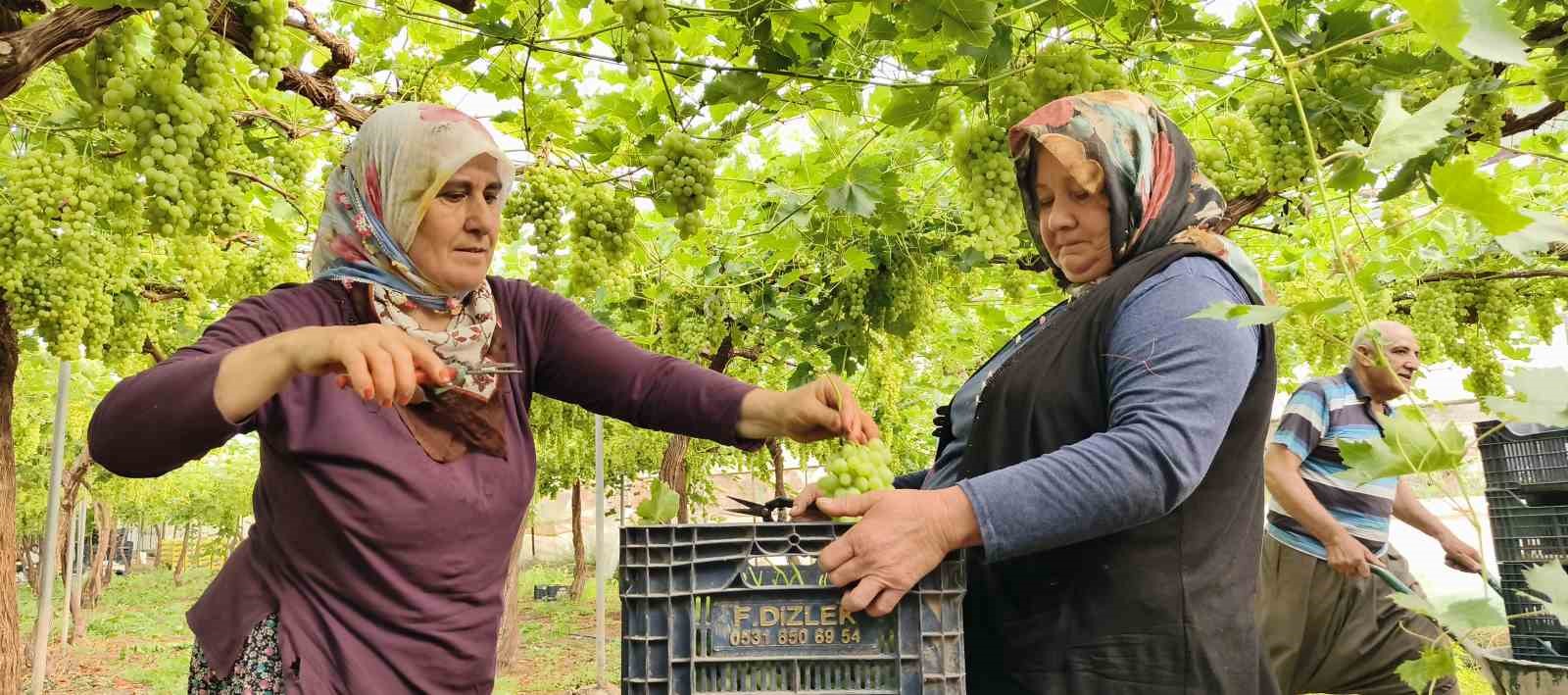 Silifke’de sezonun ilk üzümü hasat edildi, kilosu 600 TL’den ihraç edildi
