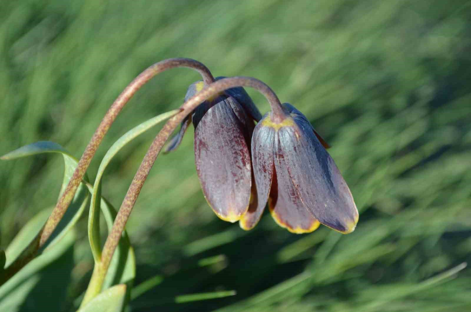 Simav Dağı rengârenk ters lalelere ev sahipliği yapıyor
