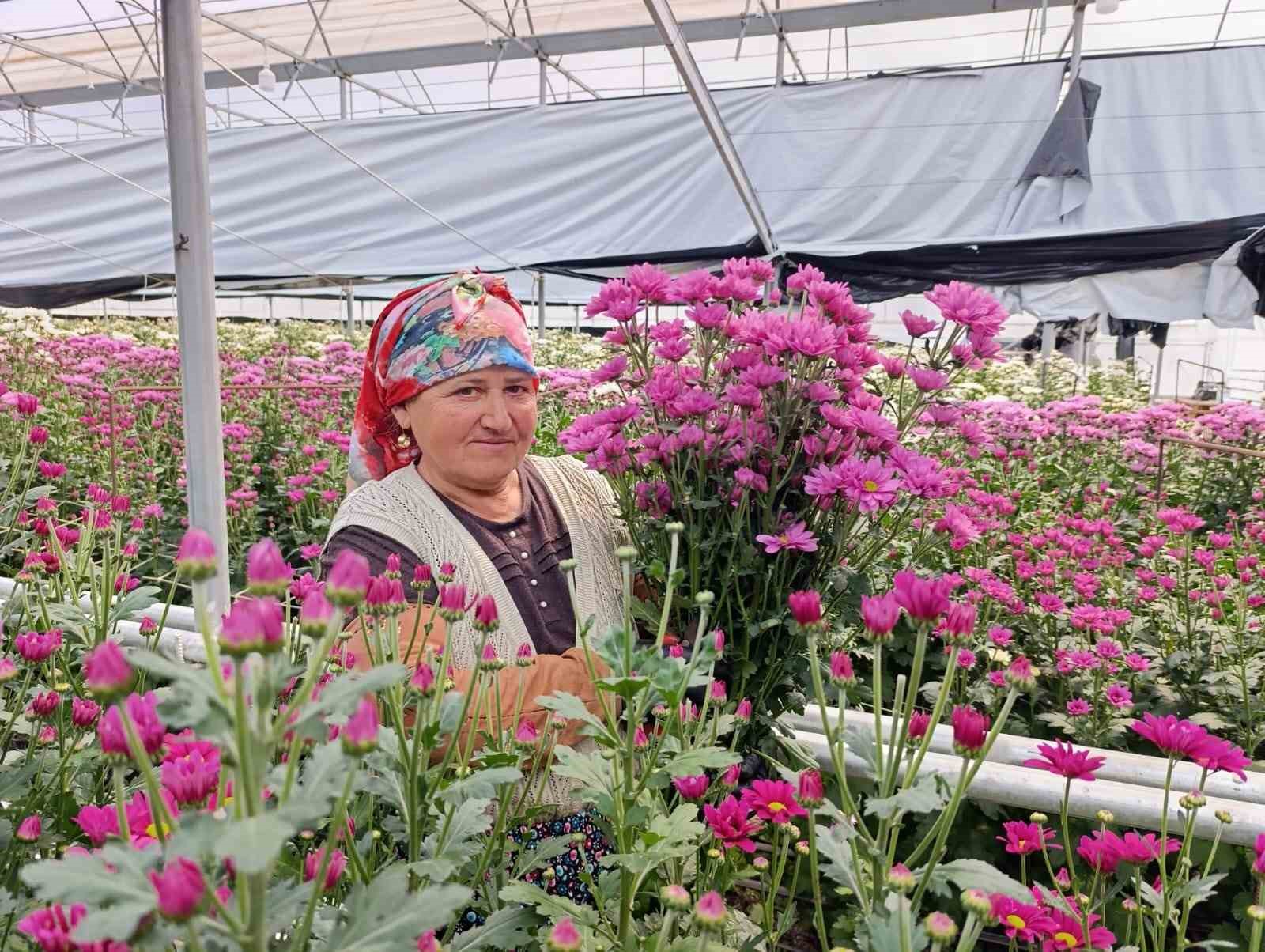 Simav’da jeotermal seralarda kasımpatı hasadı başladı
