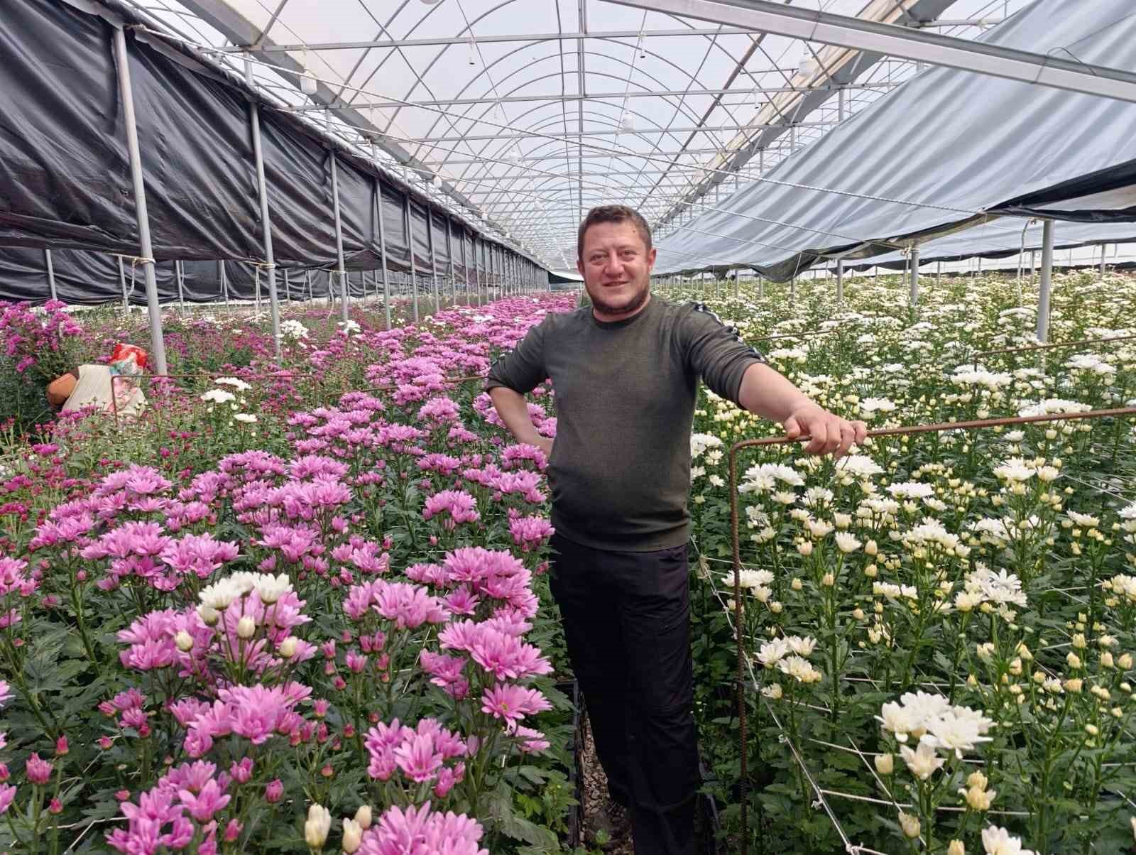 Simav’da jeotermal seralarda kasımpatı hasadı başladı
