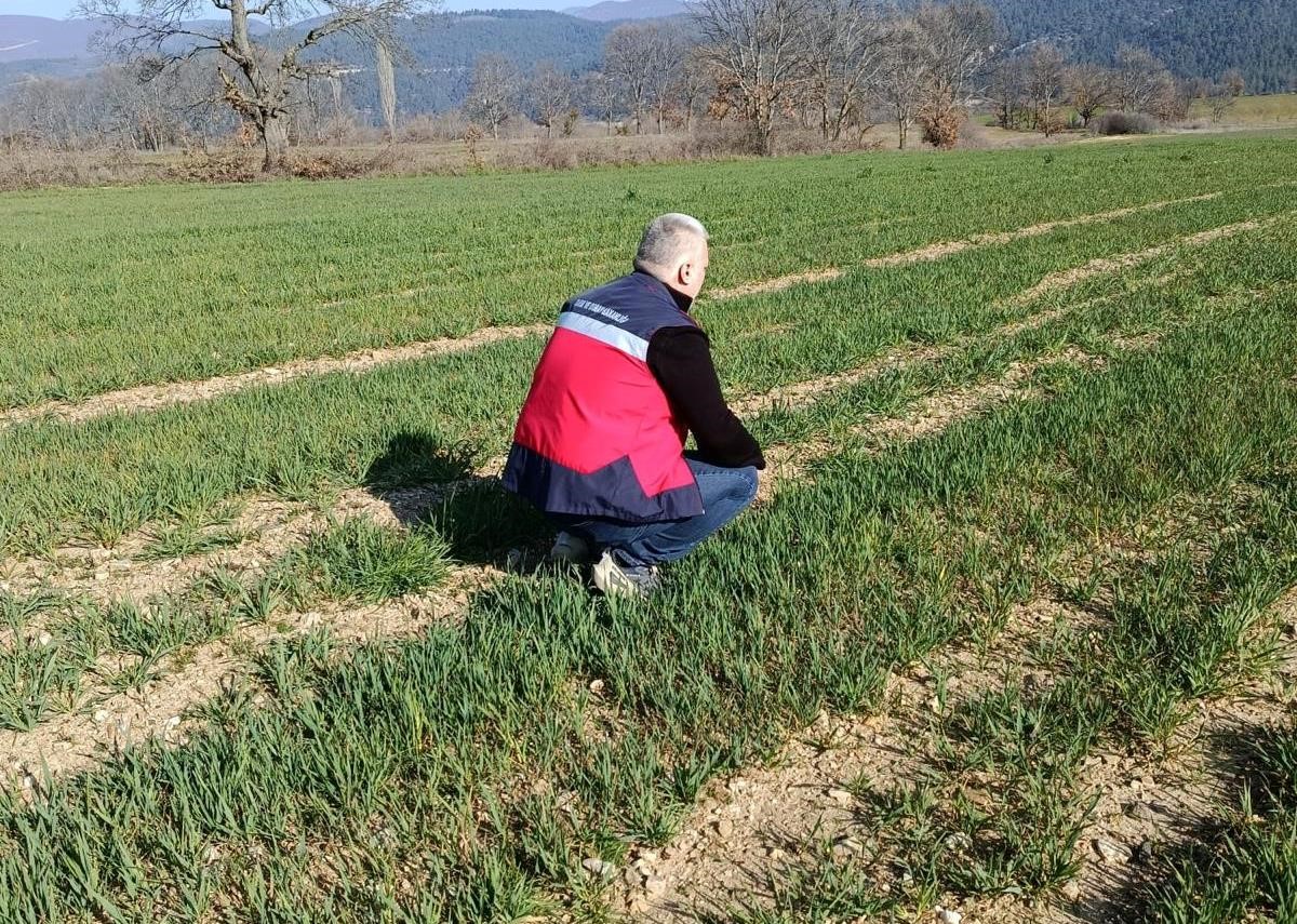 Simav’da yem bitkileri ve hububat ekili alanlarda verim çalışması yapıldı
