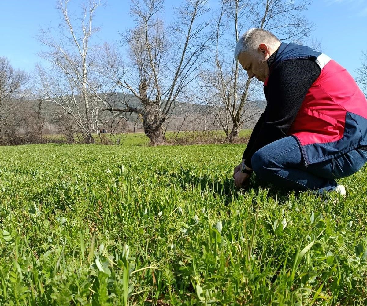 Simav’da yem bitkileri ve hububat ekili alanlarda verim çalışması yapıldı
