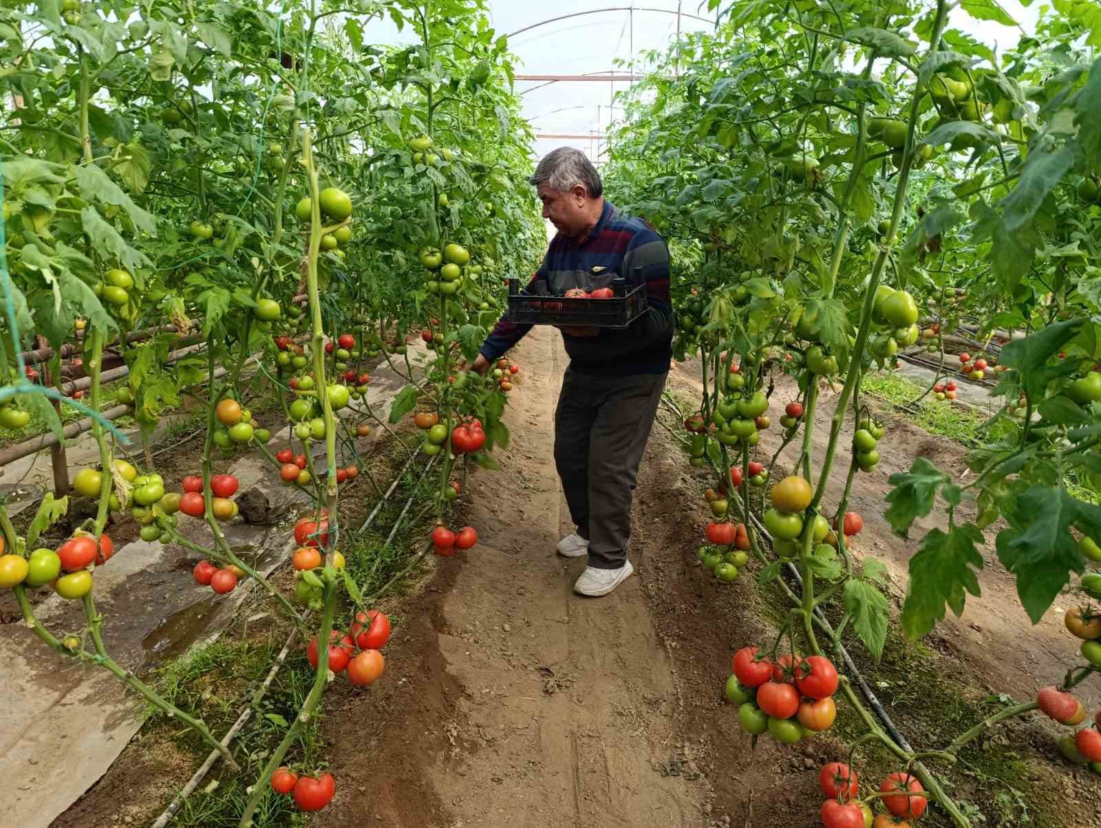 Simav’da yetişen ’coğrafi işaretli’ Eynal domatesi pazarlarda ilgi görüyor
