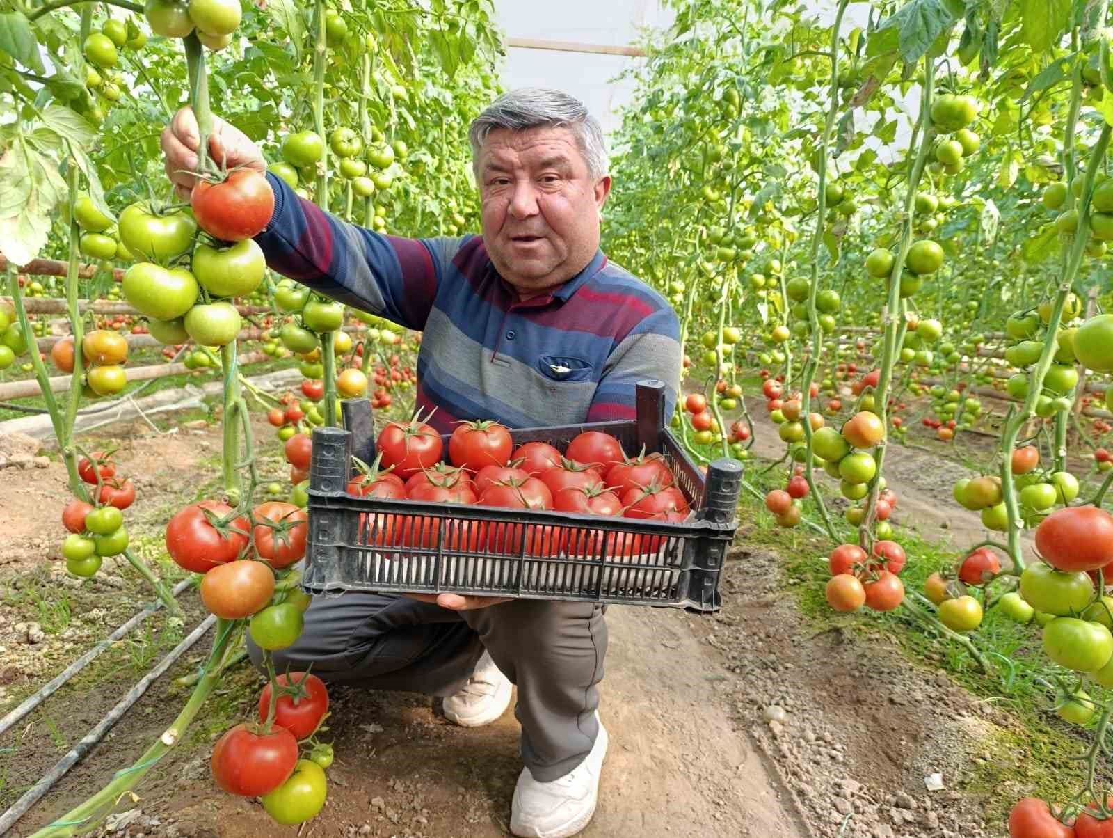 Simav’da yetişen ’coğrafi işaretli’ Eynal domatesi pazarlarda ilgi görüyor
