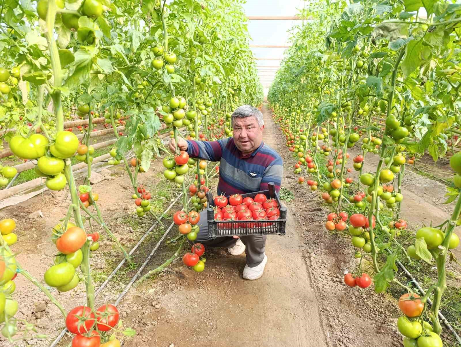 Simav’da yetişen ’coğrafi işaretli’ Eynal domatesi pazarlarda ilgi görüyor
