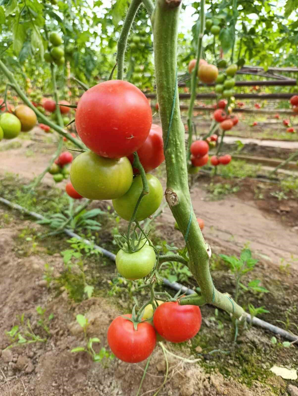 Simav’da yetişen ’coğrafi işaretli’ Eynal domatesi pazarlarda ilgi görüyor
