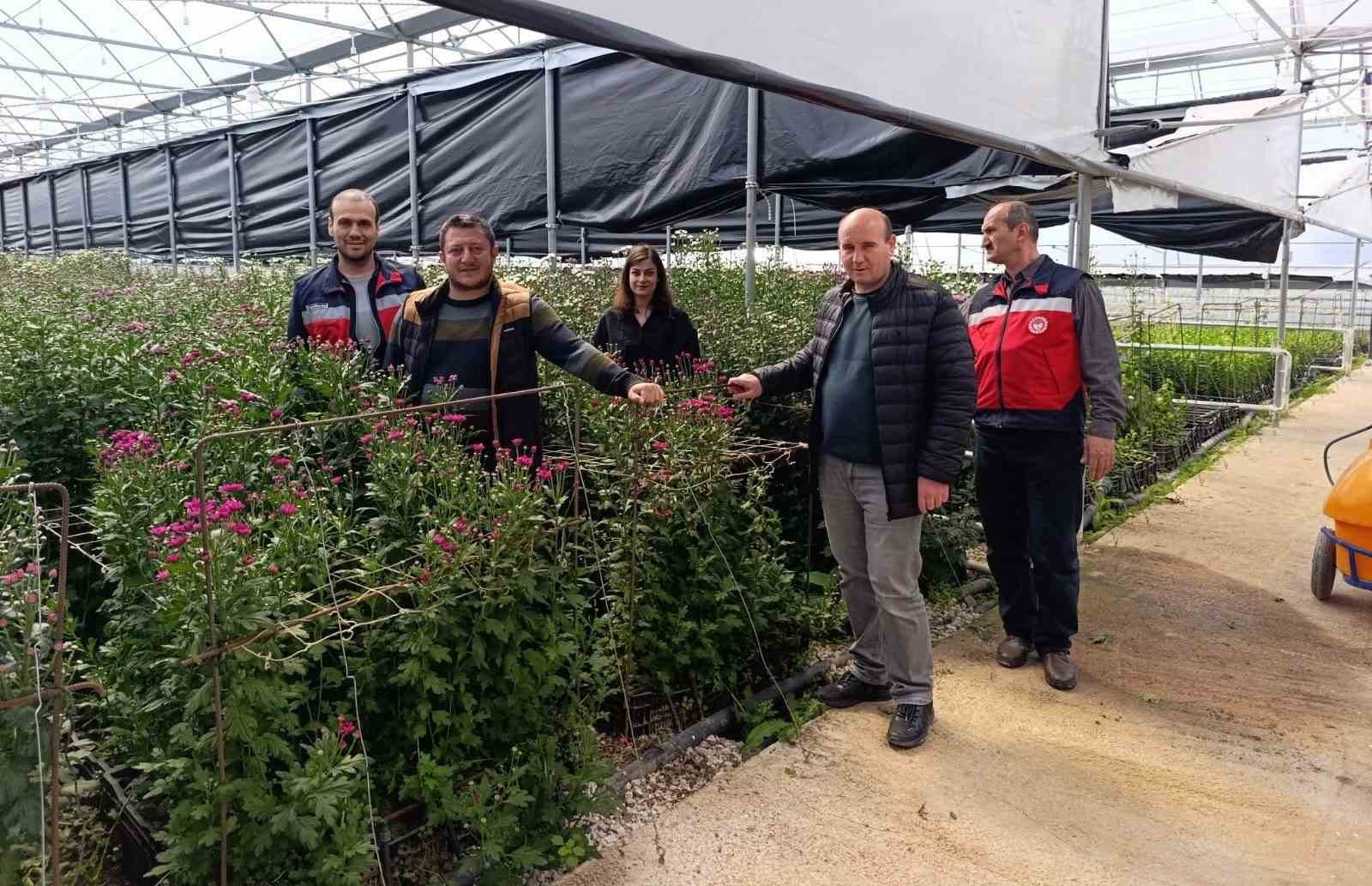 Simav’daki seralarda domatese alternatif kesme çiçek üretimi
