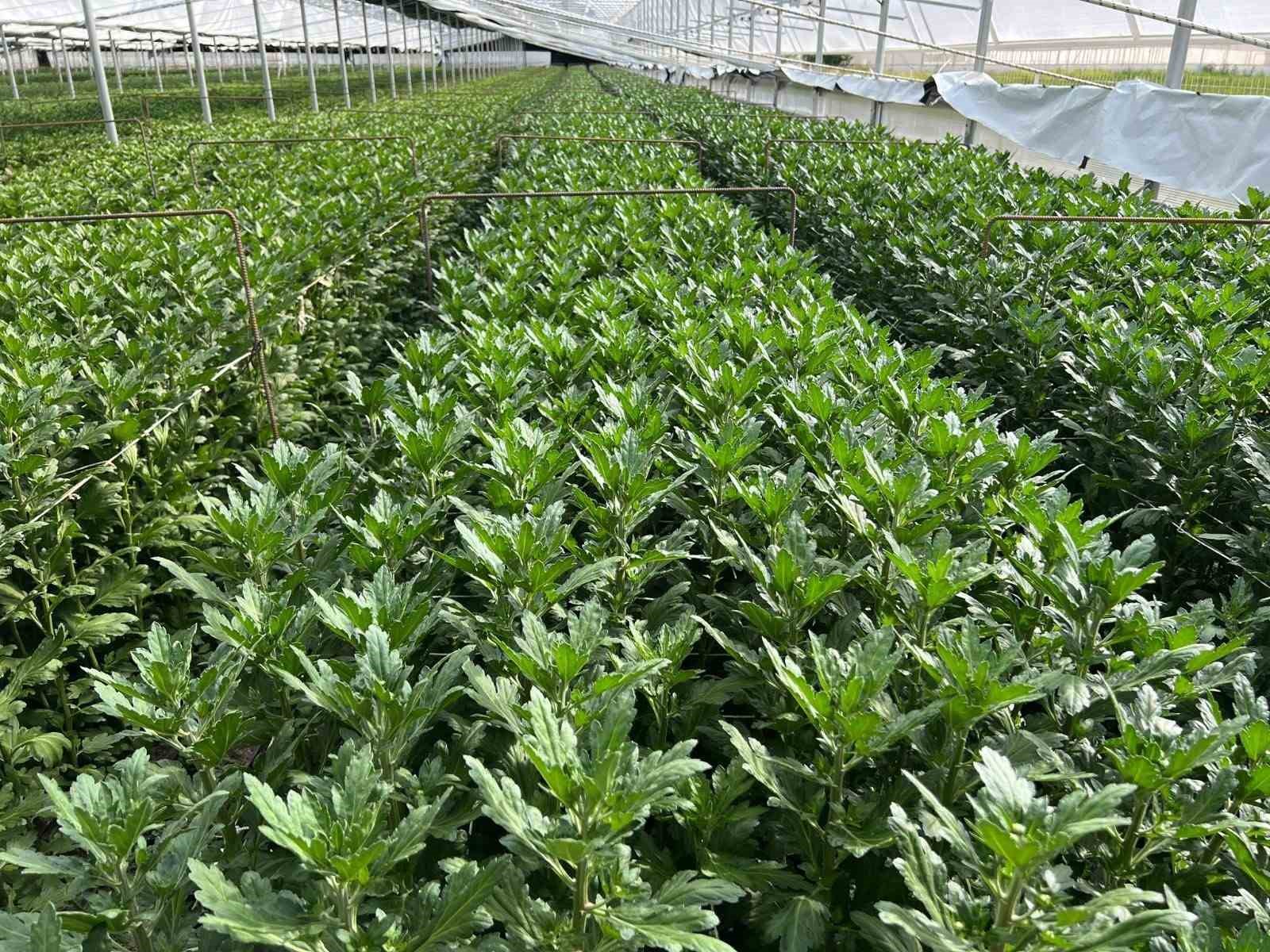 Simav’daki seralarda domatese alternatif kesme çiçek üretimi
