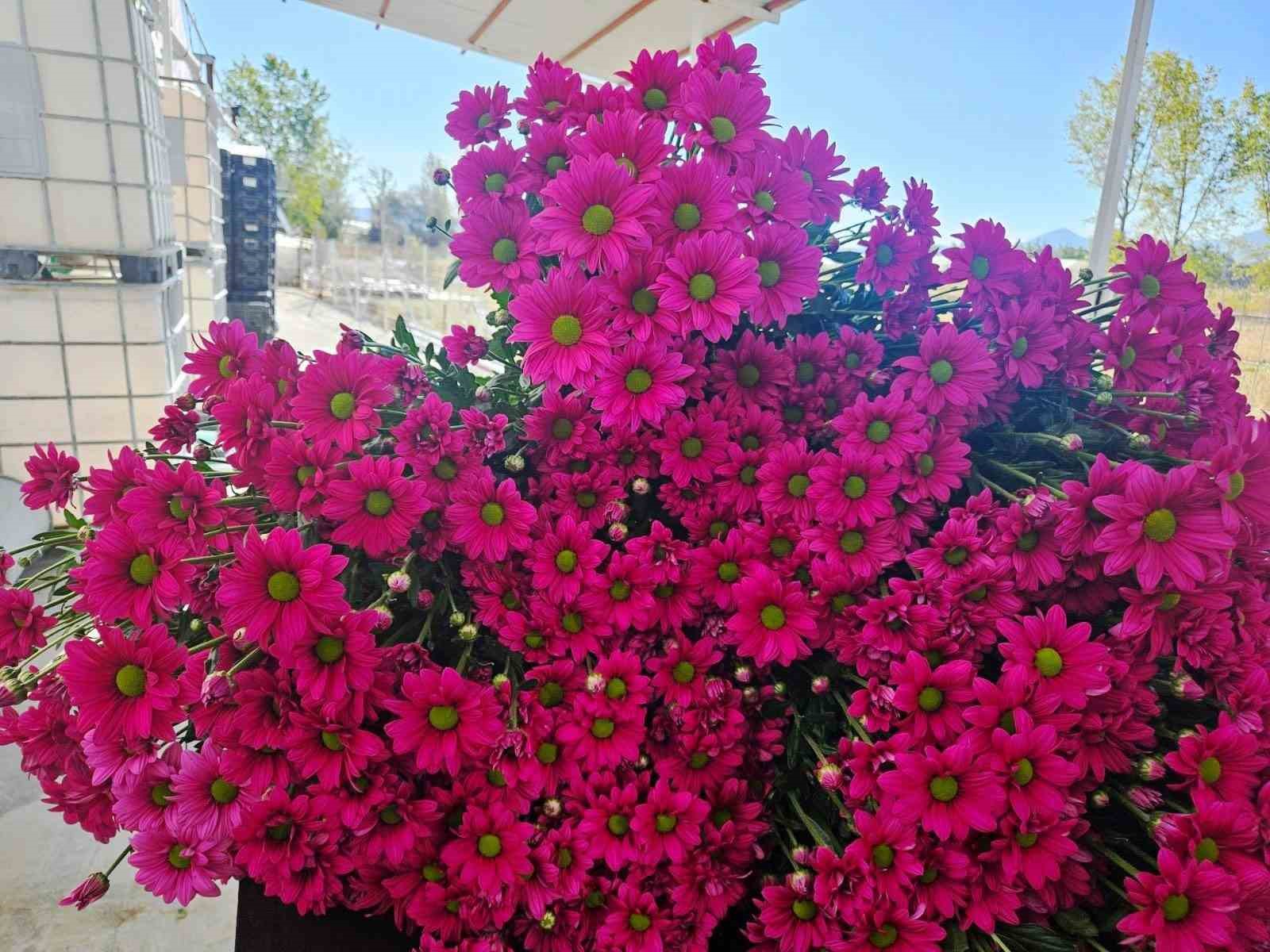 Simav’daki seralarda domatese alternatif kesme çiçek üretimi
