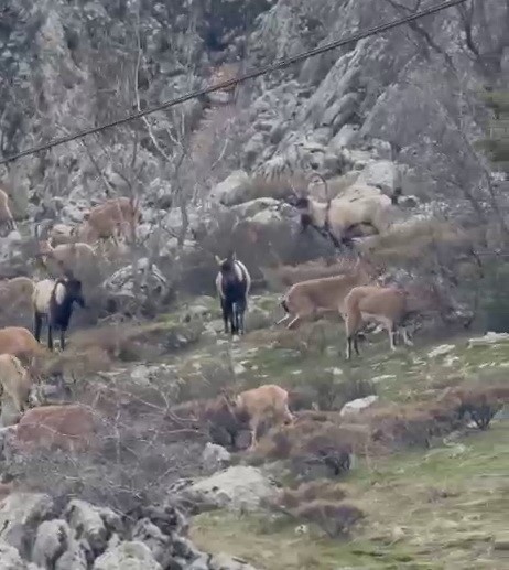 Sincik boğazına dağ keçileri indi
