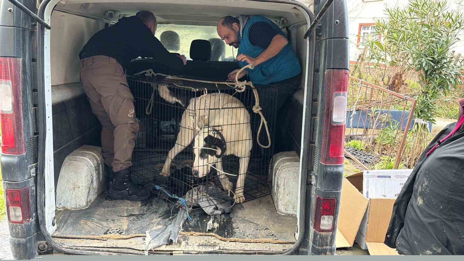 Sınır dışı edilen Rus kadının evinde 4 gündür aç olan 12 hayvan kurtarıldı
