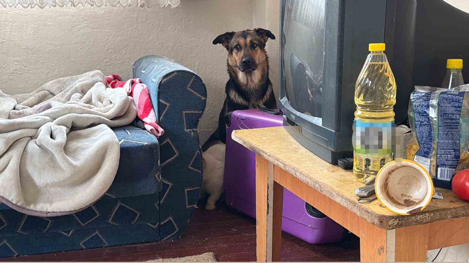 Sınır dışı edilen Rus kadının evinde 4 gündür aç olan 12 hayvan kurtarıldı
