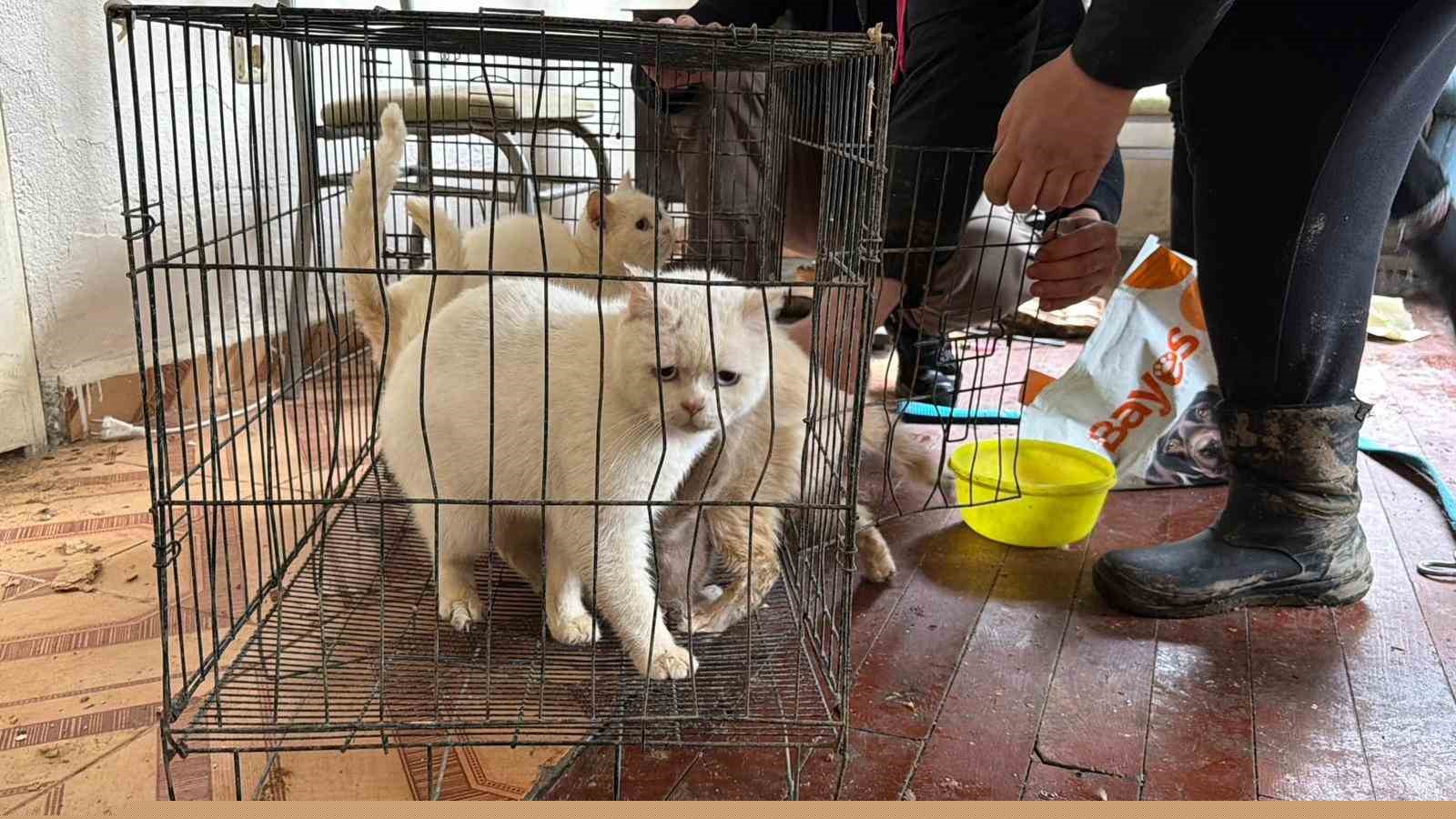 Sınır dışı edilen Rus kadının evinde 4 gündür aç olan 12 hayvan kurtarıldı
