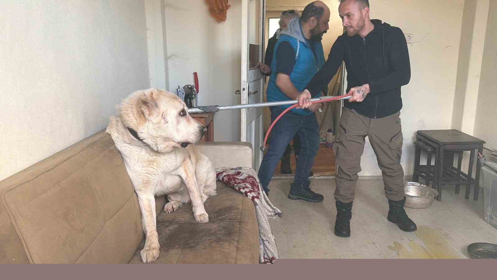 Sınır dışı edilen Rus kadının evinde 4 gündür aç olan 12 hayvan kurtarıldı
