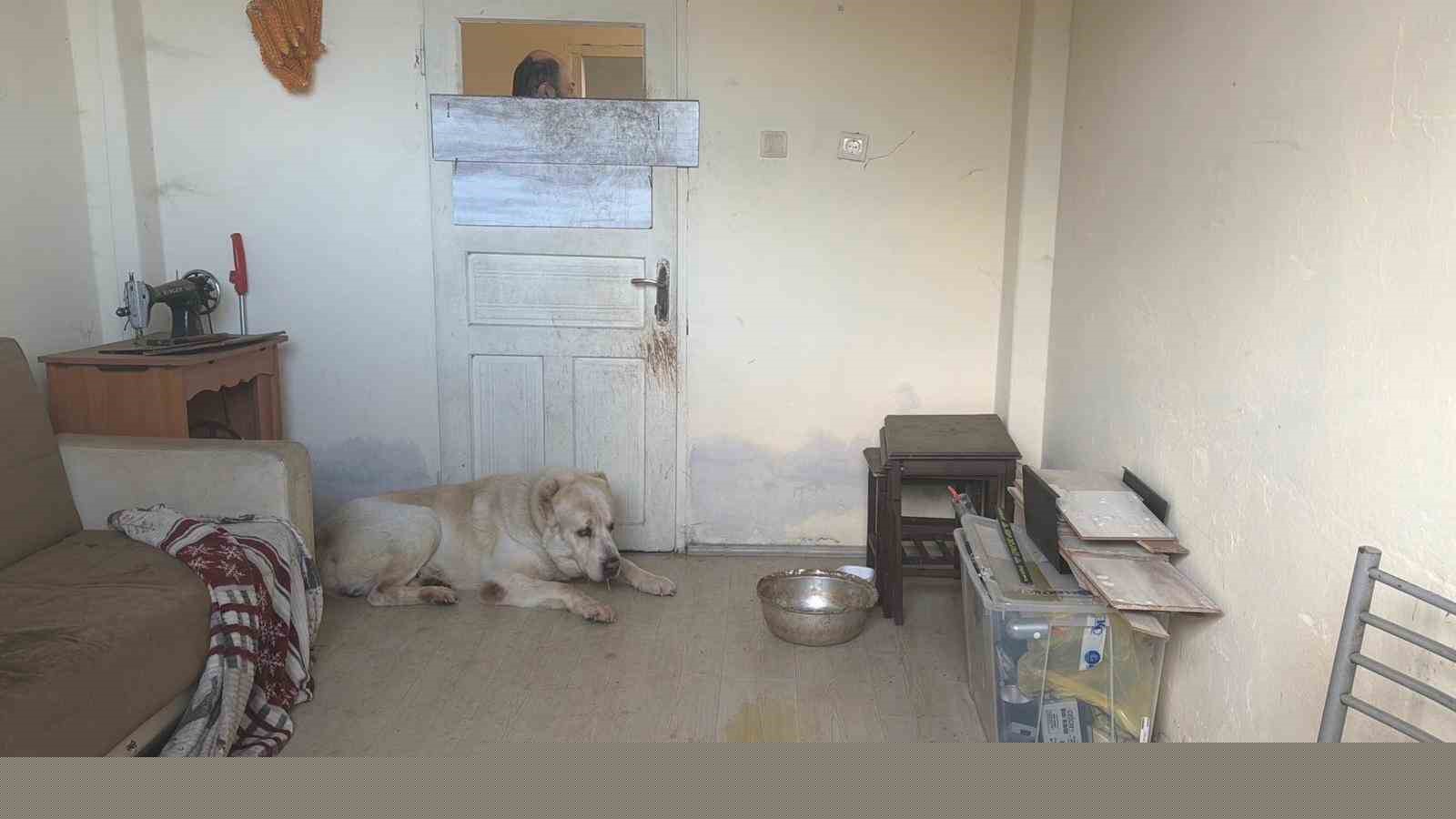 Sınır dışı edilen Rus kadının evinde 4 gündür aç olan 12 hayvan kurtarıldı
