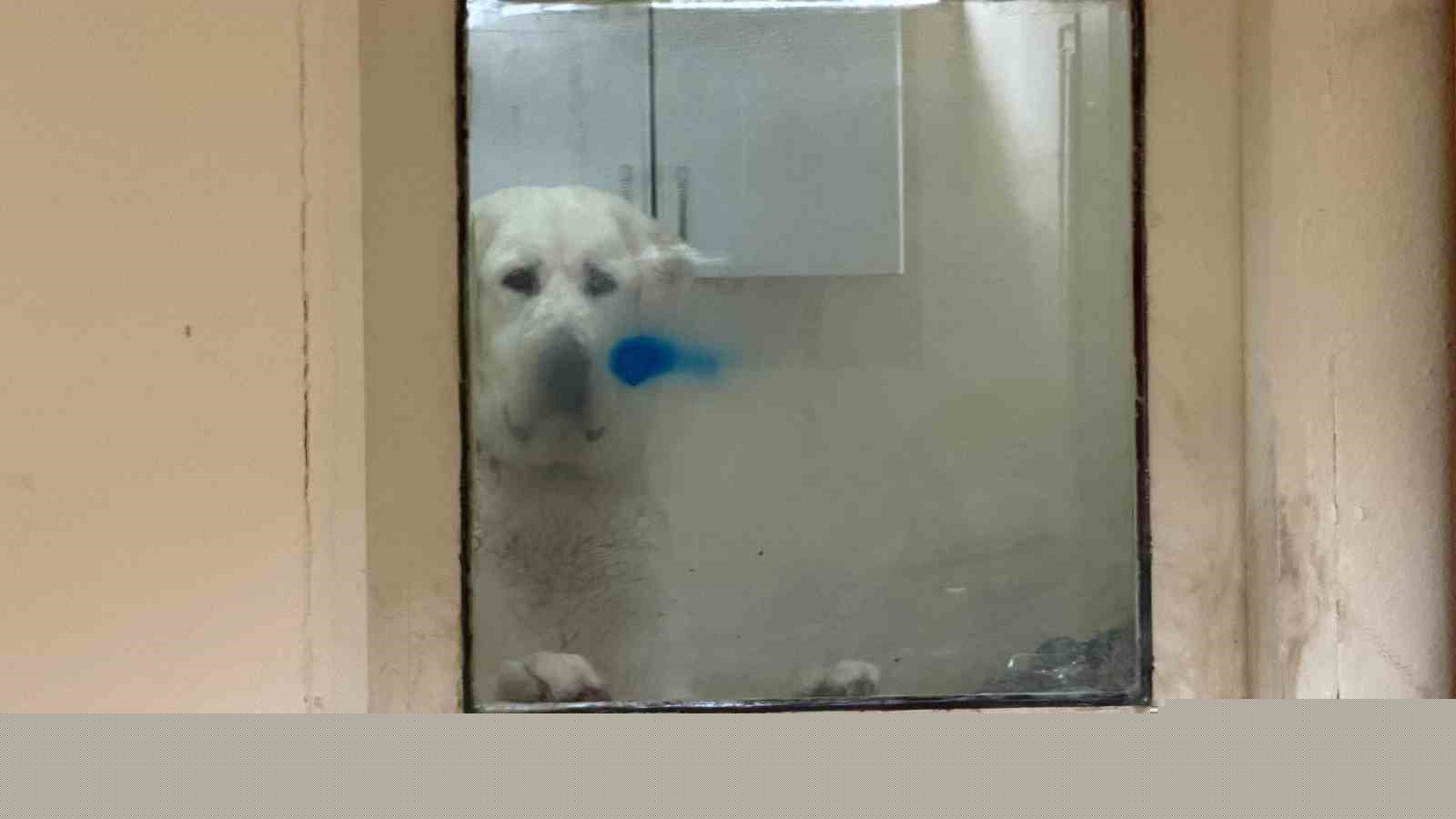 Sınır dışı edilen Rus kadının evinde 4 gündür aç olan 12 hayvan kurtarıldı
