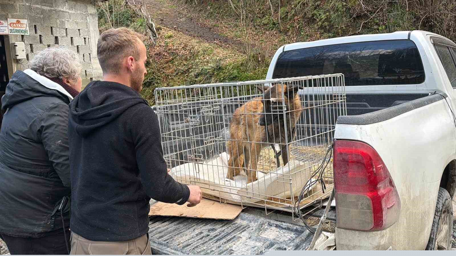 Sınır dışı edilen Rus kadının evinde 4 gündür aç olan 12 hayvan kurtarıldı

