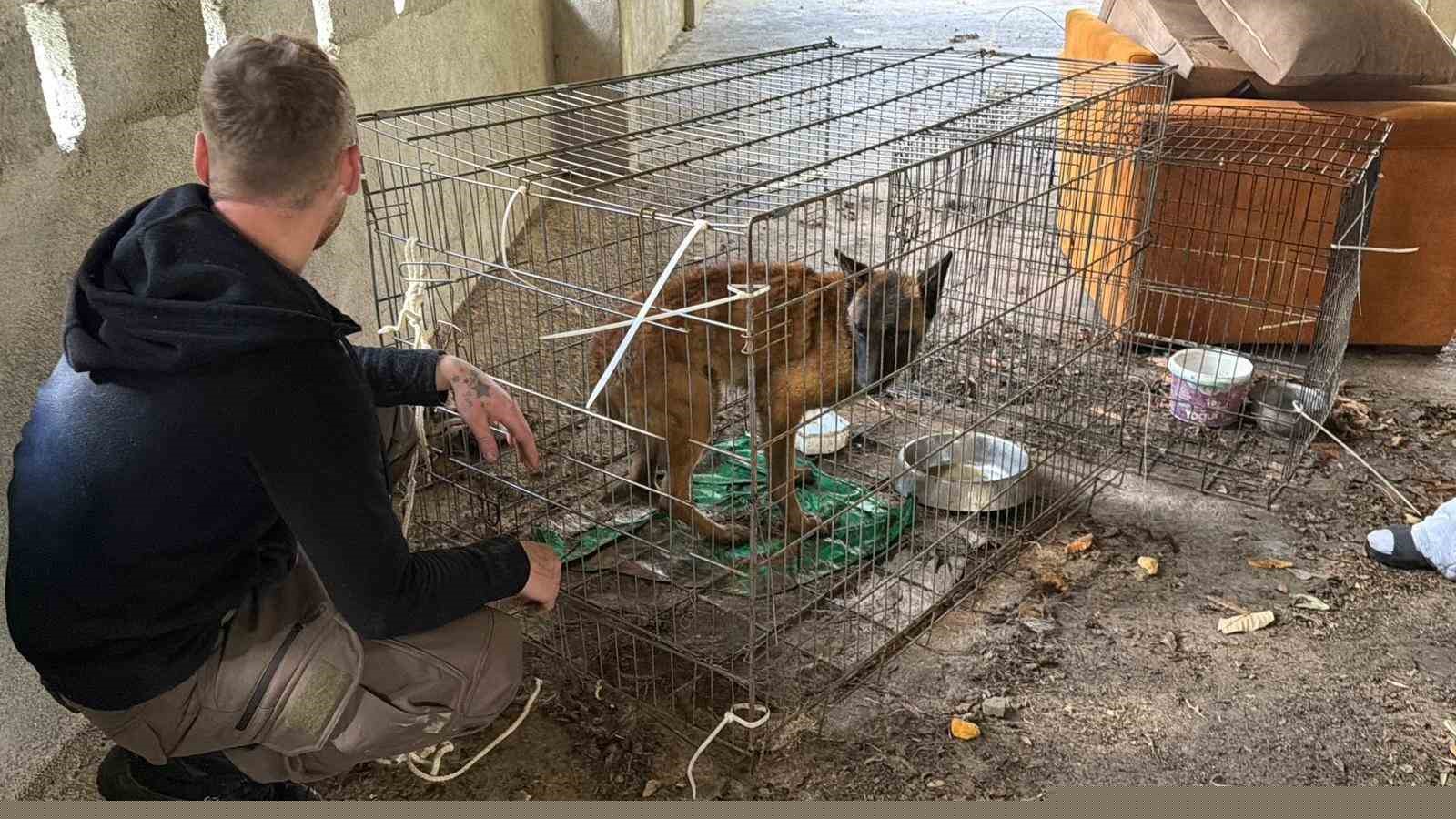 Sınır dışı edilen Rus kadının evinde 4 gündür aç olan 12 hayvan kurtarıldı
