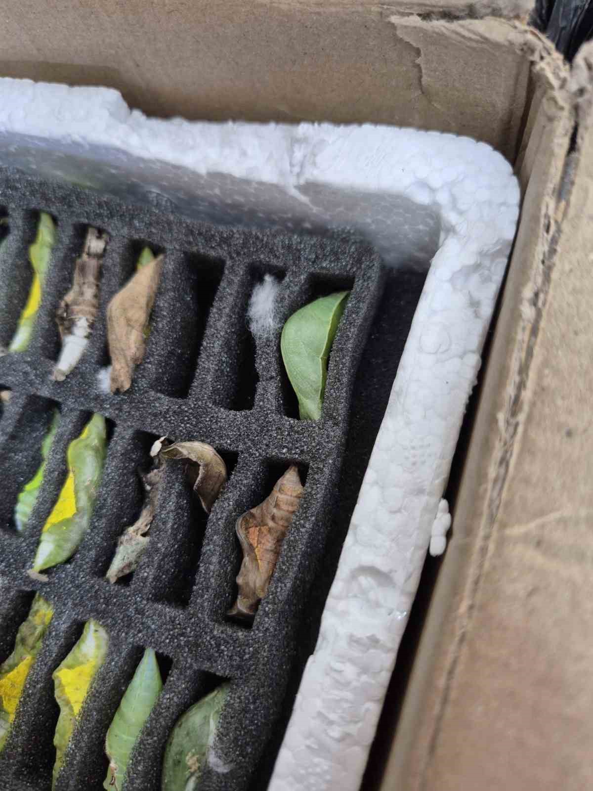 Sınır kapısında tropikal kelebek pupası ele geçirildi
