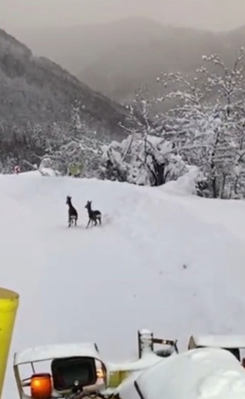 Sinop İl Özel İdaresi ekipleri, karın tadını çıkaran karacalarla karşılaştı
