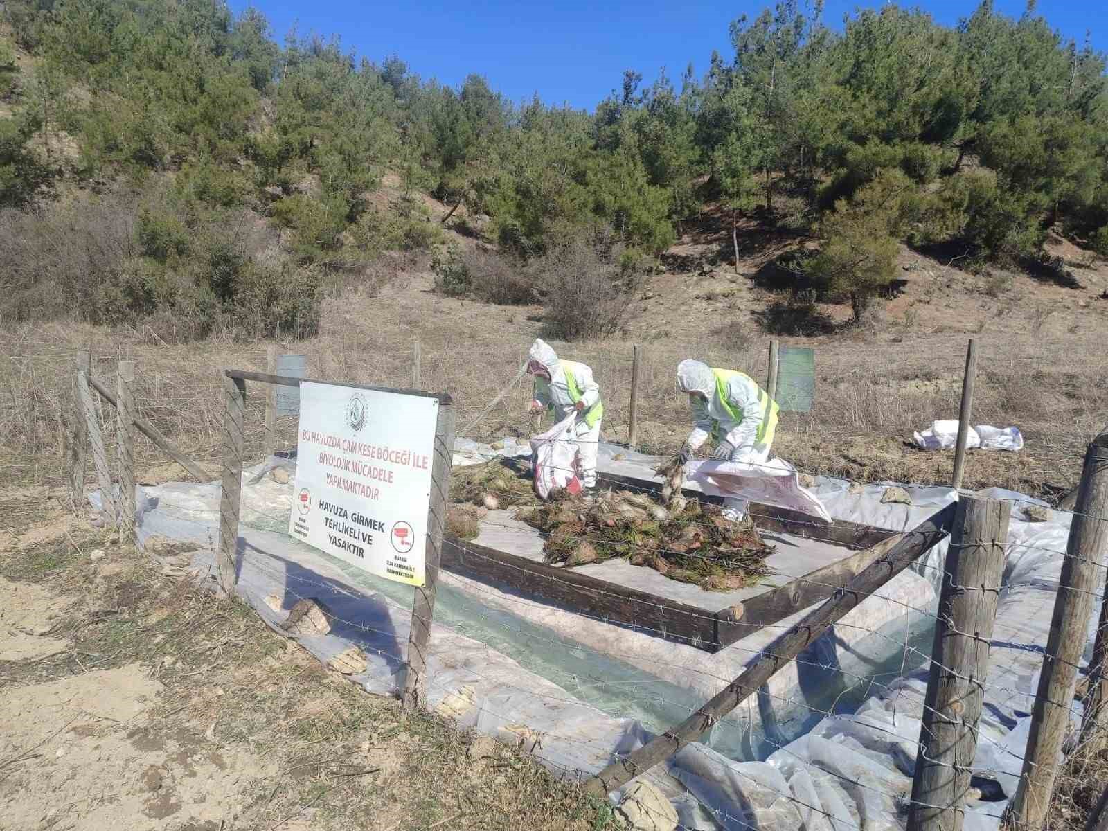 Sinop ormanlarında zararlılara karşı biyolojik savaş
