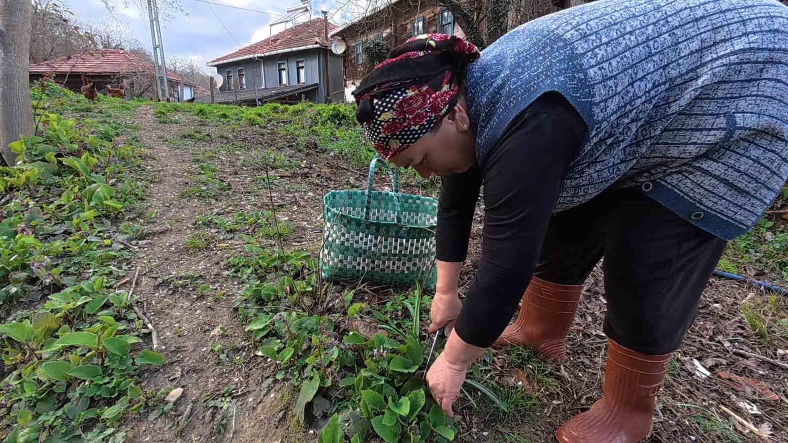 Sinop’ta bahar aylarının lezzeti: Zılbıt pazarlarda ilgi görüyor
