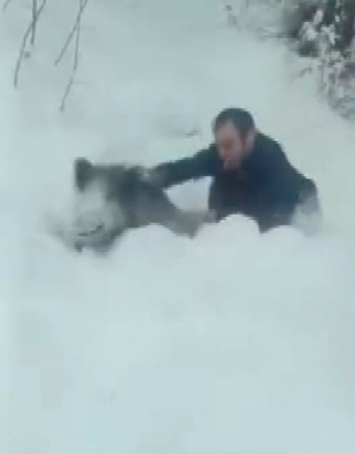 Sinop’ta bir vatandaş yaban domuzu sürüsüne dalıp eliyle yakaladı
