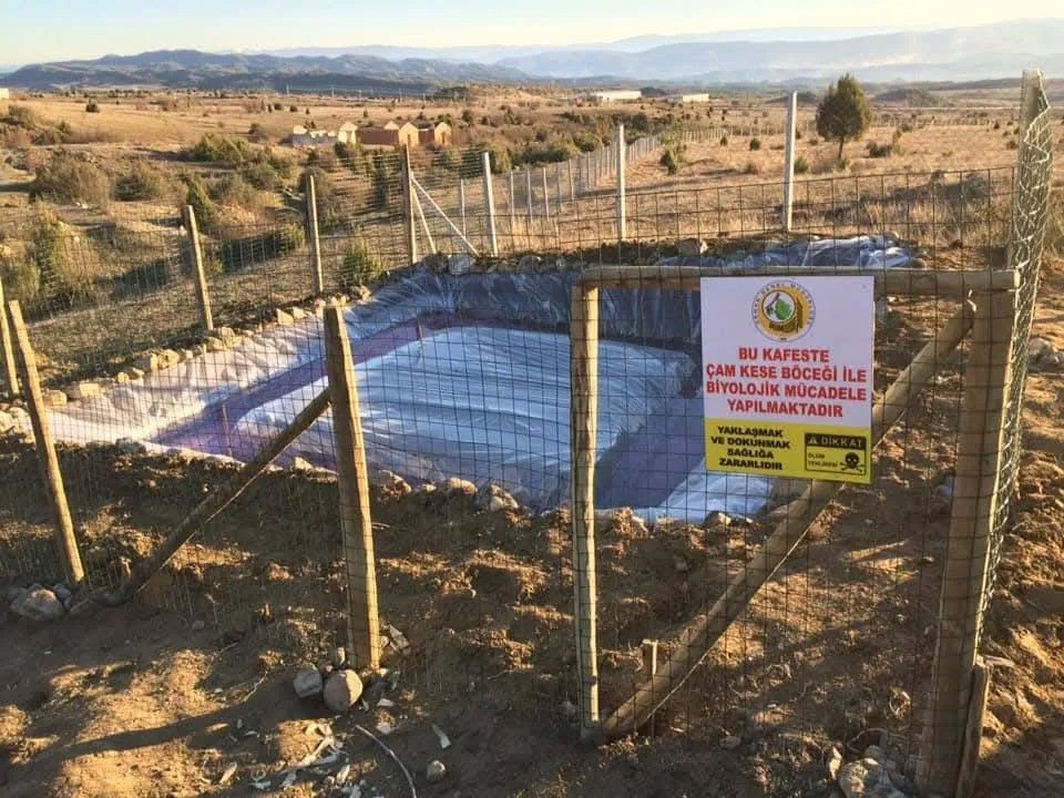 Sinop’ta çam kese böceği ile mücadele
