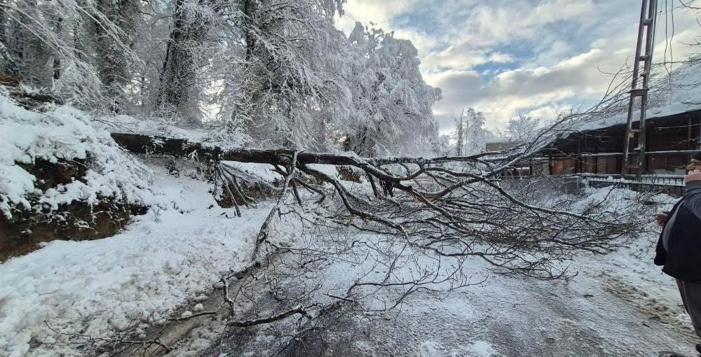 Sinop’ta kara yolunda ağaç devrildi
