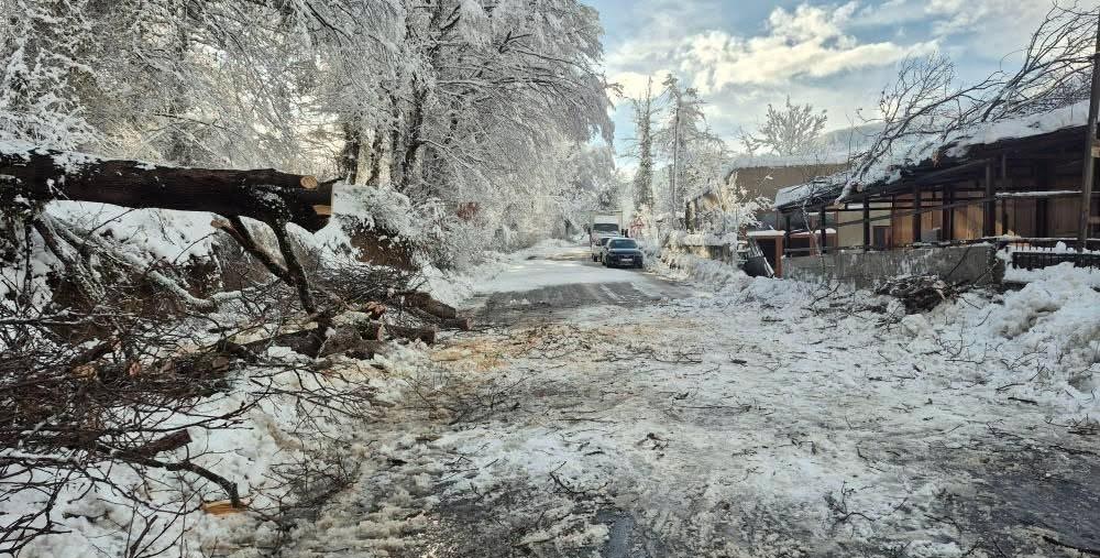 Sinop’ta kara yolunda ağaç devrildi
