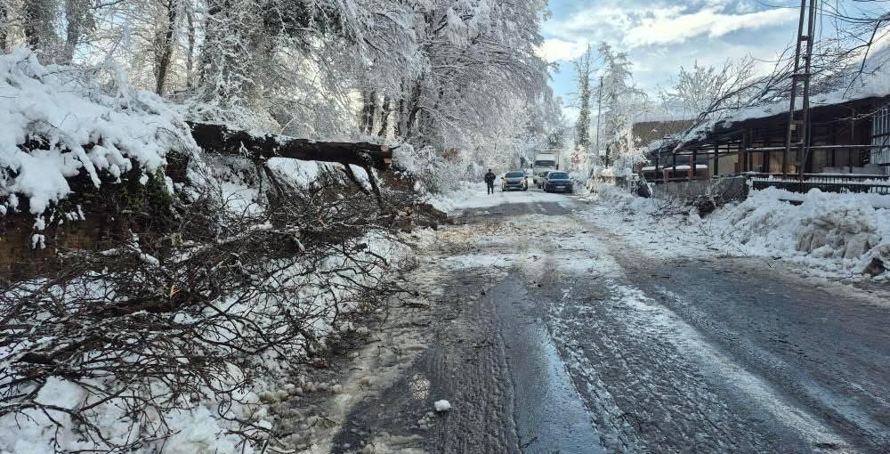 Sinop’ta kara yolunda ağaç devrildi
