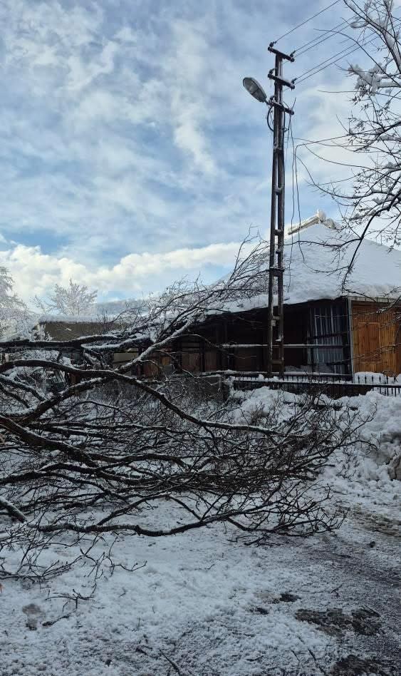 Sinop’ta kara yolunda ağaç devrildi
