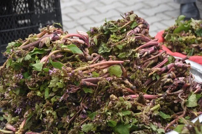 Sinop’ta şifa kaynağı zılbıt pazara indi
Sinop’ta şifa kaynağı zılbıt pazara indi