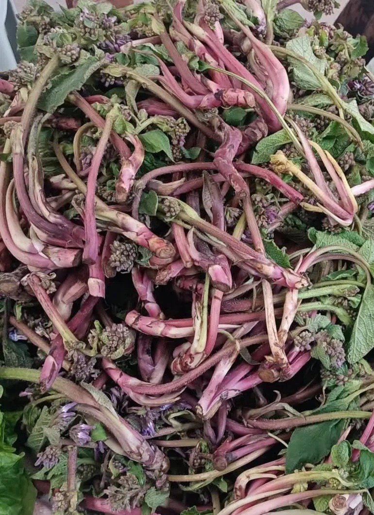 Sinop’ta şifa kaynağı zılbıt pazara indi
Sinop’ta şifa kaynağı zılbıt pazara indi