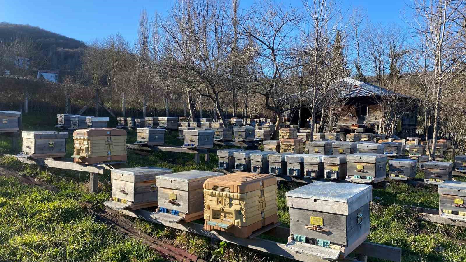 Sinop’ta soğuk hava arıcılığı olumsuz etkiliyor

