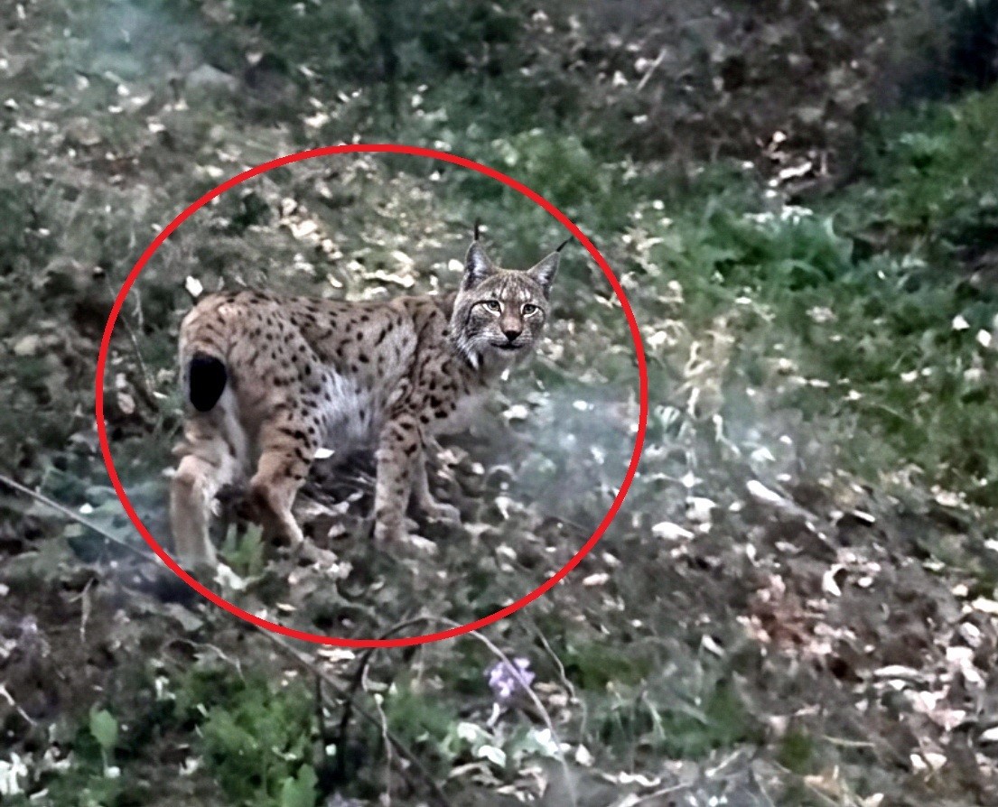 Sinop’ta vaşak görüntülendi
